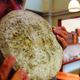Illustration for article titled Would You Eat This Cheese Made from Human Armpit Sweat?